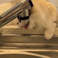 蛇口から水を飲む猫