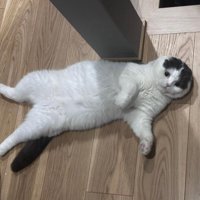 仰向けで寝ている猫
