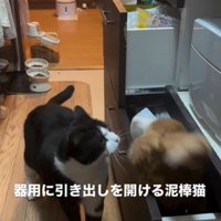 引き出しを開けている猫とそれを見ている猫