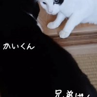 「兄弟げんか勃発！」のテロップ写真