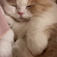 仰向けに寝る猫1