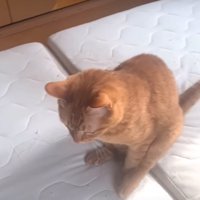 お尻を擦り付けながら歩く猫