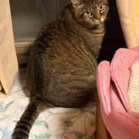 振り返る猫