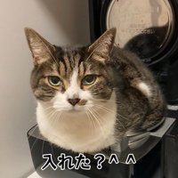 飼い主から声をかけられる猫