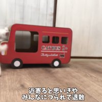 兄弟と遊びに行く子猫