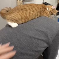 飼い主さんの背中に乗る猫の写真1-1