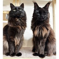 並んでいる猫たち