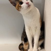 部屋の上の方を見つめる猫