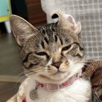 耳が反っている猫