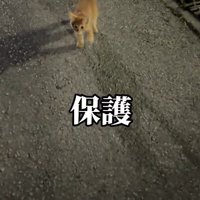 ついてくる子猫