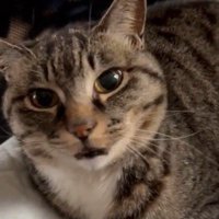 カメラ目線の猫