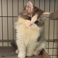 座っている子猫