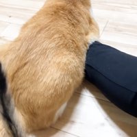 むぎくんの後ろ姿