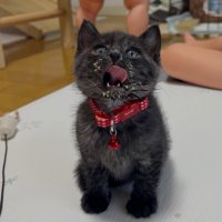 口のまわりをなめる子猫
