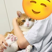 妹に抱っこされる茶白猫