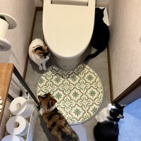 トイレに集まる4匹の猫