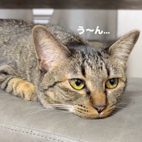 寝そべる猫2