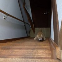 階段を登る猫