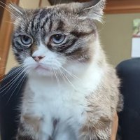 抱かれる猫