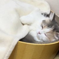 爪研ぎボウルの中で寝ている子猫
