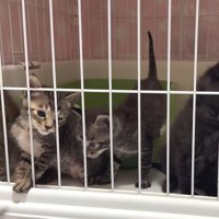 ケージに入った複数の子猫