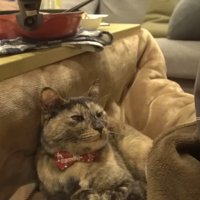 目を細めた表情