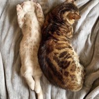 布団の上で一緒に寝る子猫とミックス猫