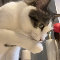 前足を持ち上げて