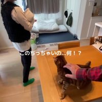 赤ちゃんを抱っこした女性と猫