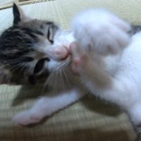 毛づくろい