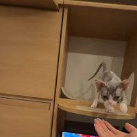 棚の中の子猫