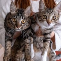 抱かれている猫