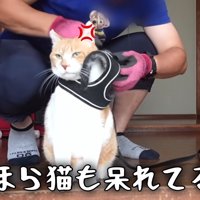 ハーネスをつけられる猫