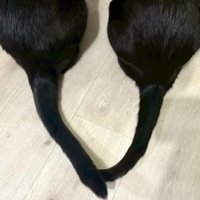 猫の尻尾