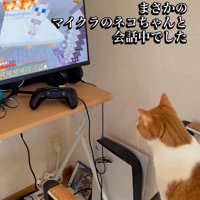 マイクラ猫から返事