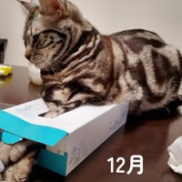 ティッシュの箱に前足を入れる猫