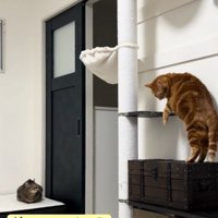 下に降りようとする猫