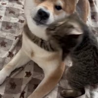 頭がぶれた子猫に抱きつかれているカメラ目線の柴犬