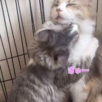 ママ猫に抱きつく子猫