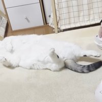 仰向けで寝転がっている猫