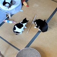 兄猫のそばで木の棒を転がす白黒猫