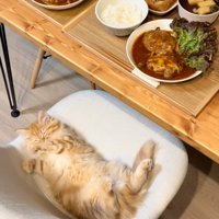 毛繕いする猫
