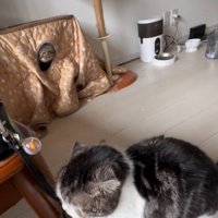 ラグドールが歩いて行った方を見つめるスコティッシュフォールド