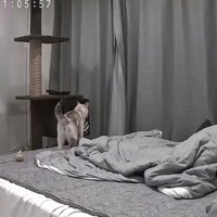 飼い主がくつろぐベッドに乗る猫