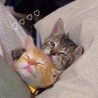 くっついてくつろぐ2匹の子猫2