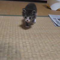 カメラの近くに来た子猫