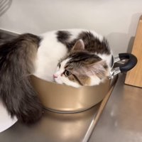 鍋に入ってドヤる猫