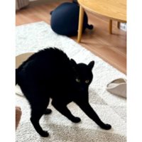 やんのかポーズの猫