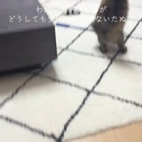 ガラス戸に向かって走っている猫の後ろ姿
