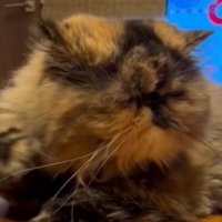 猫の顔のアップ